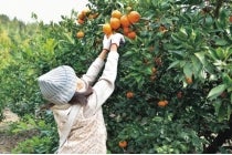 ◎WEB予約でリボンポイント2ポイント◎【津島・一宮発】*日帰り昼食付*『年末お買物ツアー 形原漁港・蒲郡』2